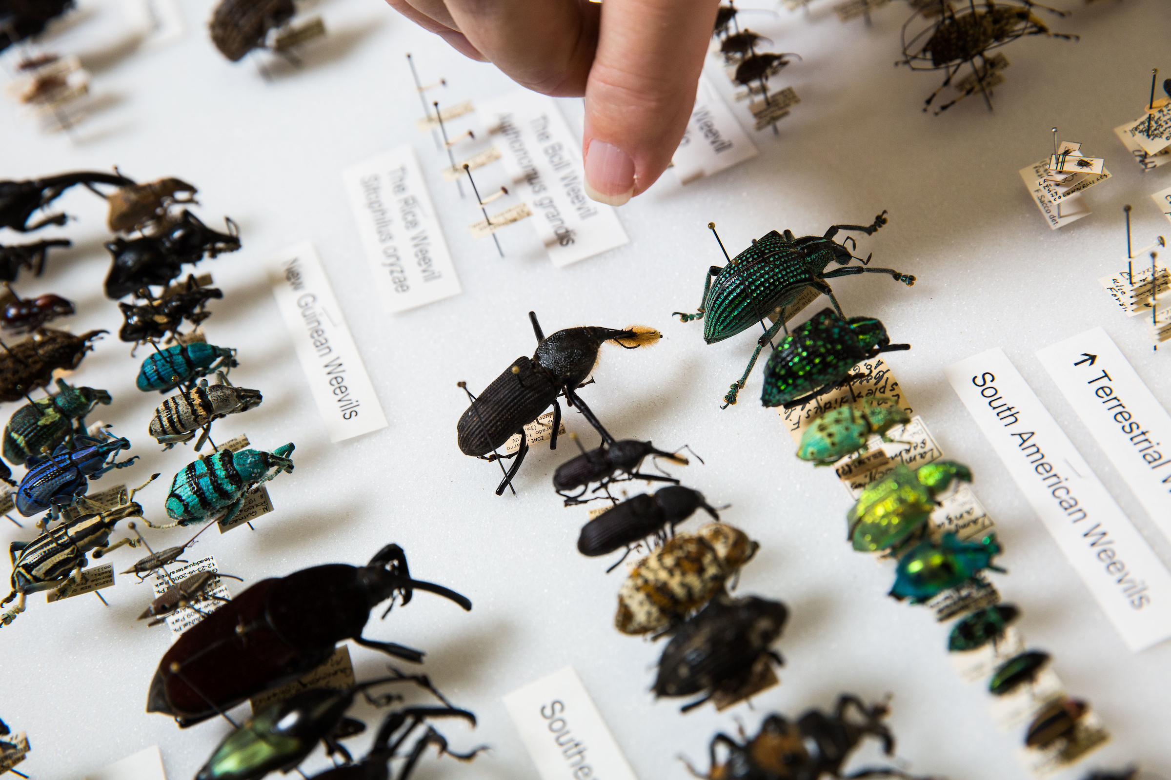 Collecting Insects: A Brief Account of Equipment and Methods